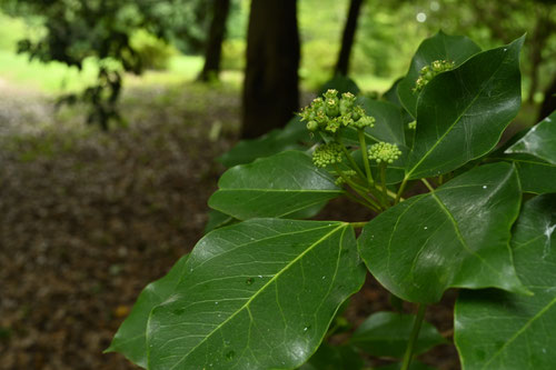 カクレミノ,花,写真,かくれみの,隠れ蓑