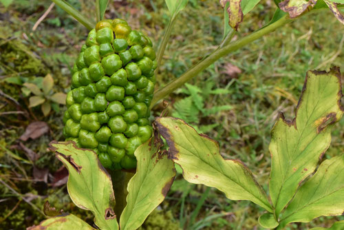 マムシグサ,トウモロコシみたいな赤い実がなる草