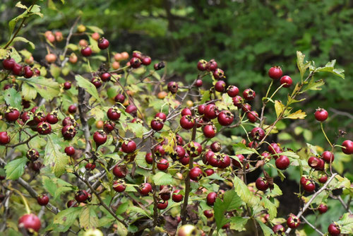 fruits of mayflower,picture