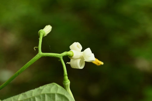 Urinoki tree