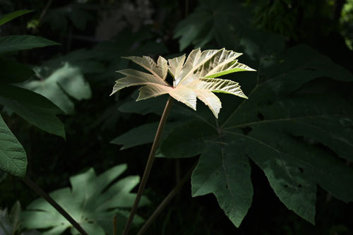 Rice-paper tree