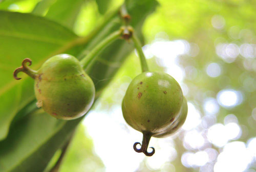 Japanese tallow tree,seeds