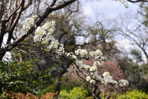 スモモ,花言葉,すもも