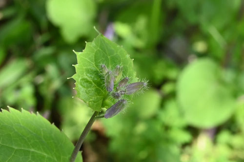 しょかつさい,植物,ツボミ