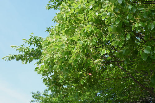 クスノキ,くすのき,樹木