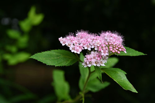 シモツケ 開花時期