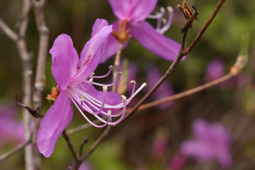 ミツバツツジの種類,みつばつつじ,植物