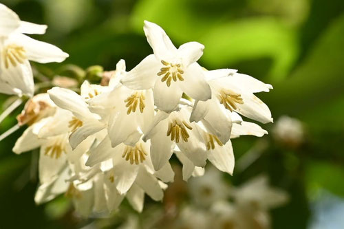 はくうんぼく,樹木,花,ハクウンボク