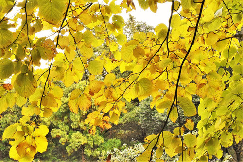 ハクウンボクの紅葉,はくうんぼく,白雲木