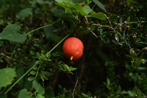 からすうり,実,カラスウリ