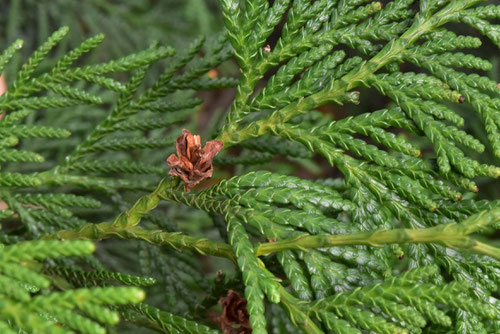 Japanese arborvitae