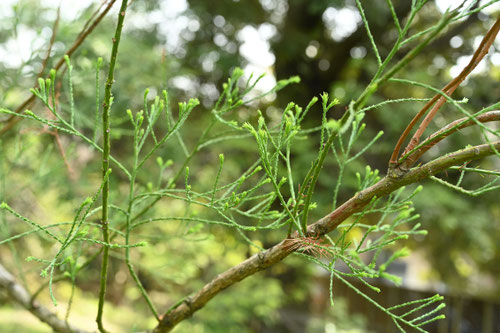 スイショウ,すいしょう,植物,水松の木