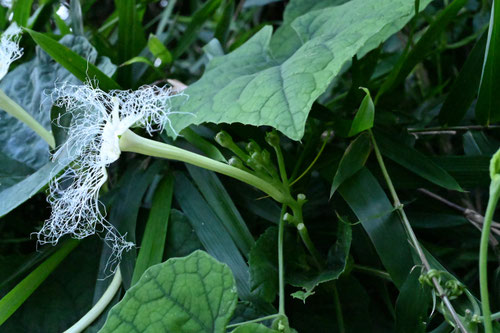 カラスウリ,Trichosanthes cucumeroides,からすうり