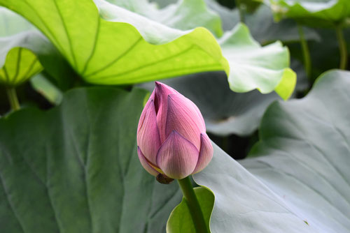 レンコンの花,蓮根の花