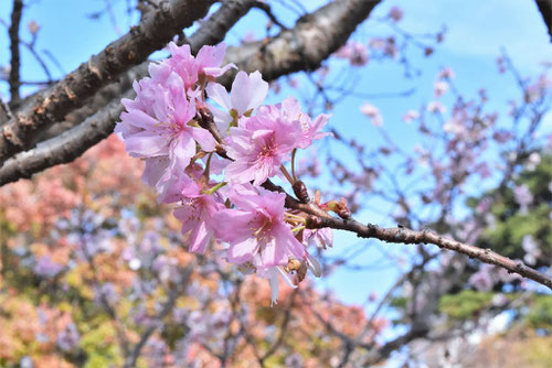 秋に咲くサクラ,シキザクラ,十月桜