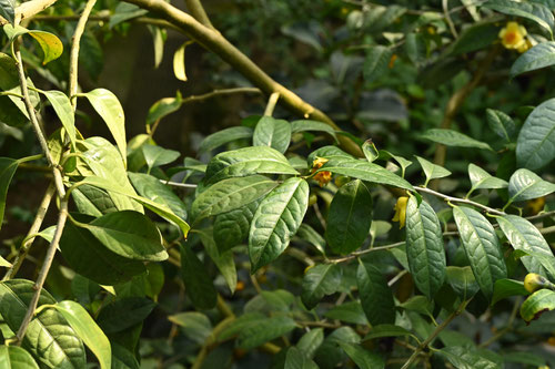 yellow camellia、flower