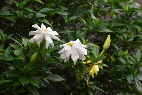 コクチナシとヒメクチナシの花,ひめくちなし