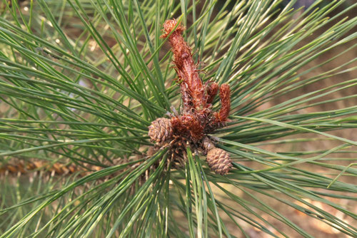 あかまつ,Japanese red pine tree,アカマツ
