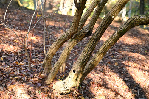 ノリノキ,のりうつぎ,植木図鑑