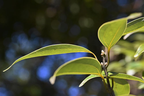 にっけい,植物,ニッケイ