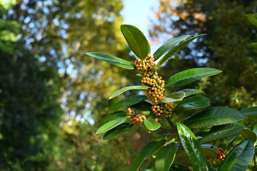 Tarajo holly,fruits