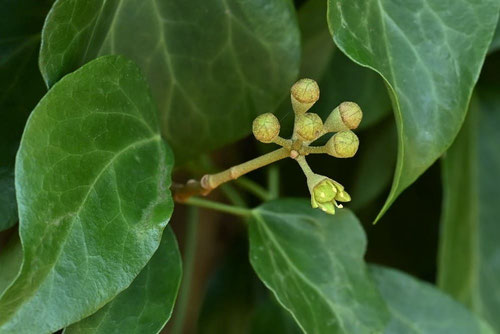 Japanese ivy,flower