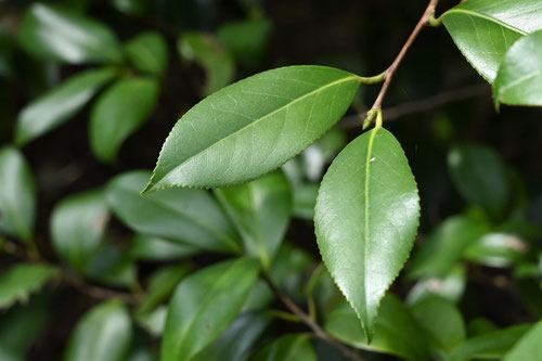 藪椿,やぶつばき,ヤブツバキ,葉っぱ,品種