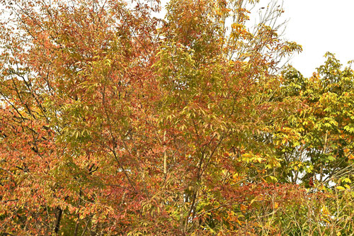 アオダモ,あおだも,紅葉