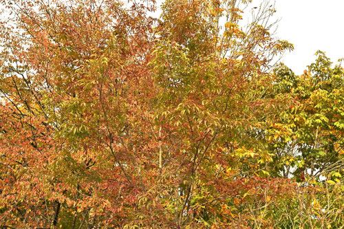 アオダモの木,あおだも,紅葉
