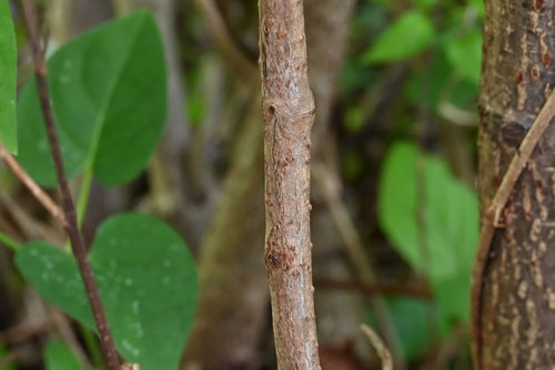 Japanese wild grapevine