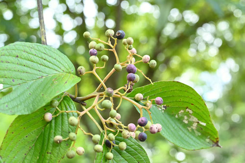 みずき,Giant dogwood,fruits,ミズキ