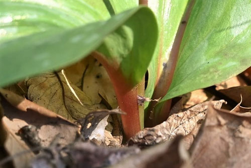 カタクリの花,Dogtooth violet,かたくり,片栗