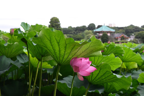 不忍池の蓮