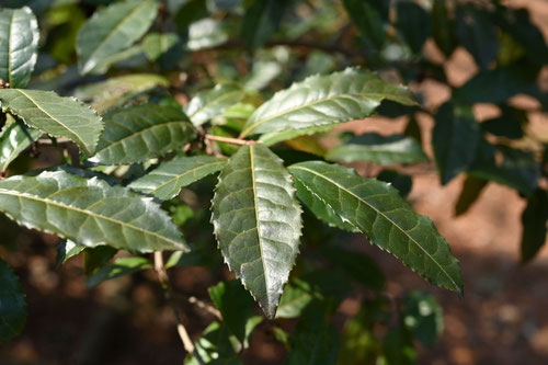 お茶っぱ,tea tree