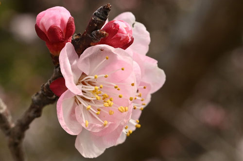 あんず,果樹,花