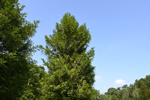 潮風に耐える樹種