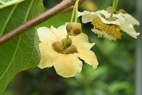 キーウイの花,特徴