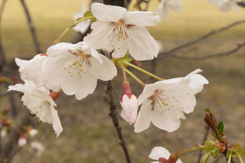 まめざくら,マメザクラ,豆桜の木