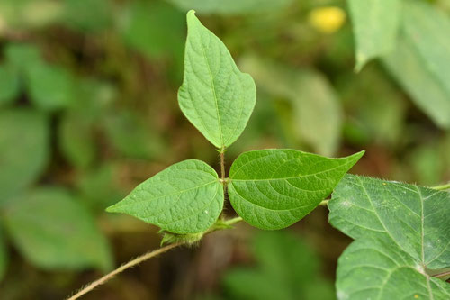 藪蔓小豆,葉