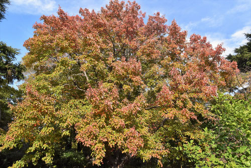 ハナノキの紅葉,はなのき,画像