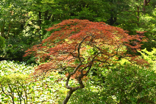 べにしだれもみじ,紅枝垂れモミジ