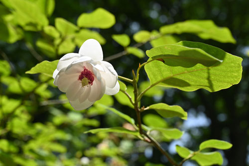 オオヤマレンゲの木の花,おおやまれんげ,大山蓮華,Oyama　Magnolia,Japanese