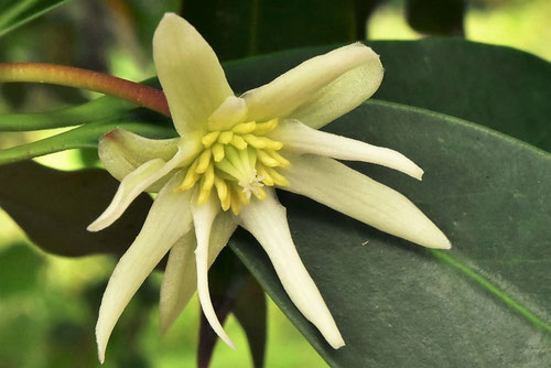 シキミ,しきみ,雄花,雌花,雌雄,シキビ