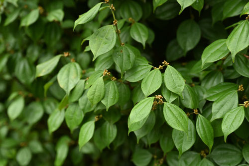 てんだいうやく,テンダイウヤクの葉,樹木