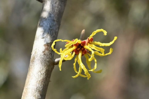 Japanese witch hazel,樹木,植物