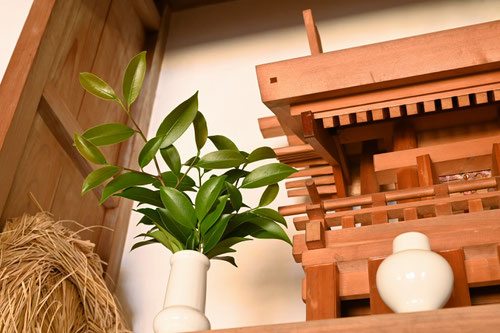 神棚に使う葉,さかき,木,種類,サカキ