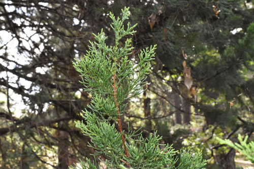 ビャクシン - 庭木図鑑 植木ペディア
