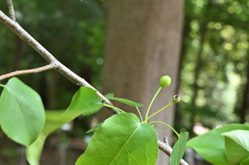 Japanese pear tree