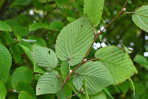 こうやみずき,植物