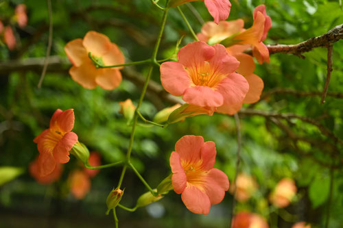 開花時期　ノウゼンカズラ